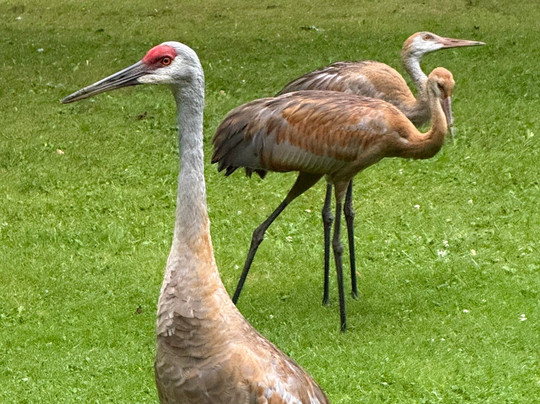 Kensington Metropark-Milford必去景点