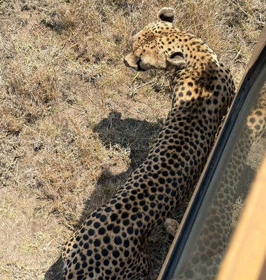 Kilibeyond Safaris-莫西必去景点