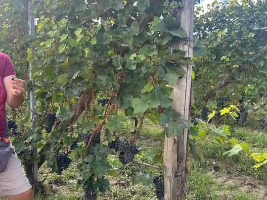 Open Piedmont Tours - Food | Fun | Wine Tours-巴尔巴雷斯科必去景点