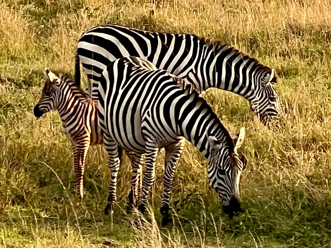 Econest Tim Tours & Safaris-坎帕拉必去景点