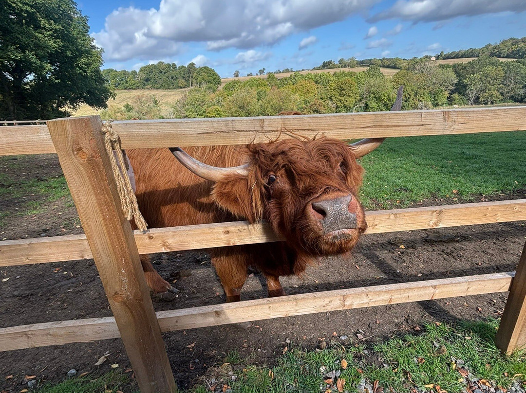 Highland Cow Cottage-Royston必去景点