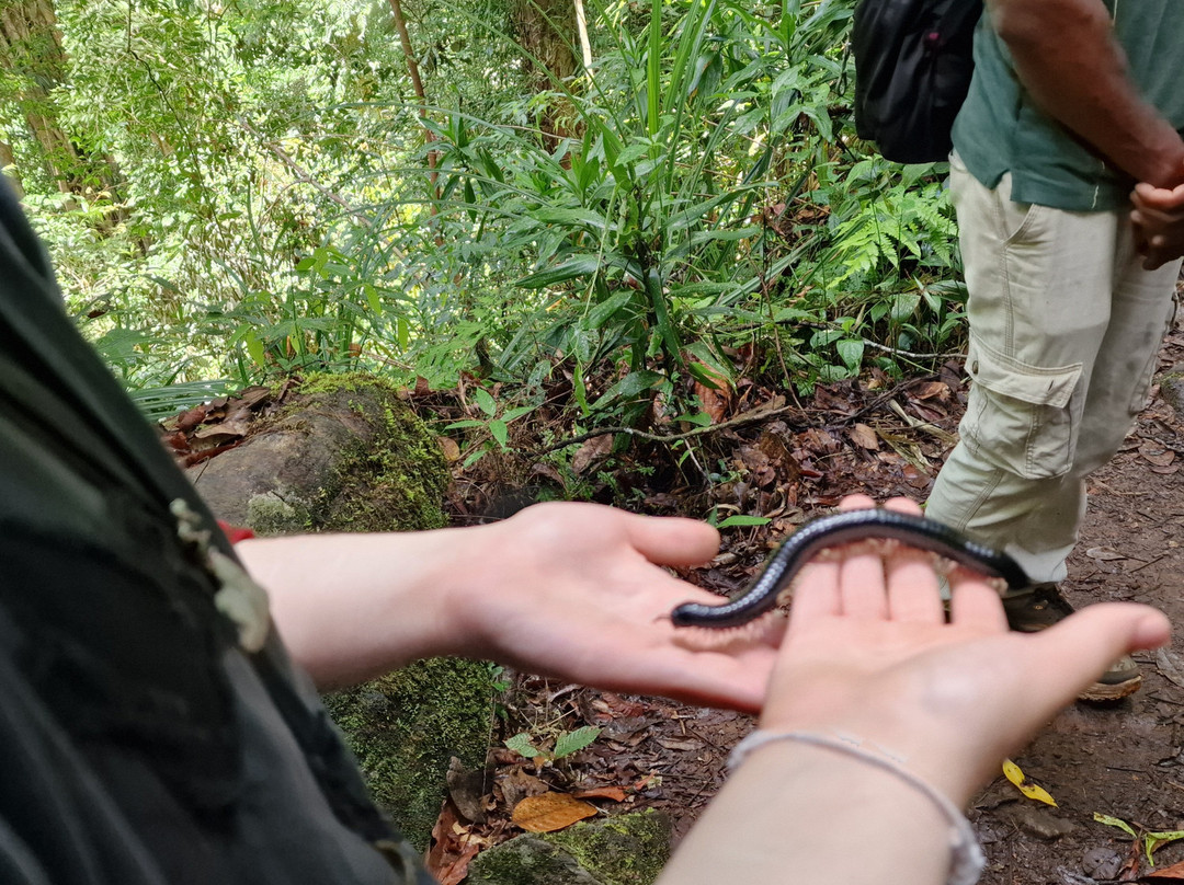 Sinharaja Rainforest Tour-Deniyaya必去景点