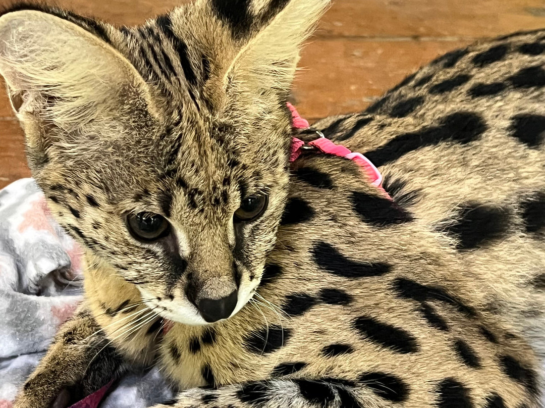 ZWF野生动物园-迈阿密必去景点