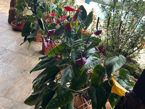 Urvinkaan - An Estate Hotel Chikmagalur主图