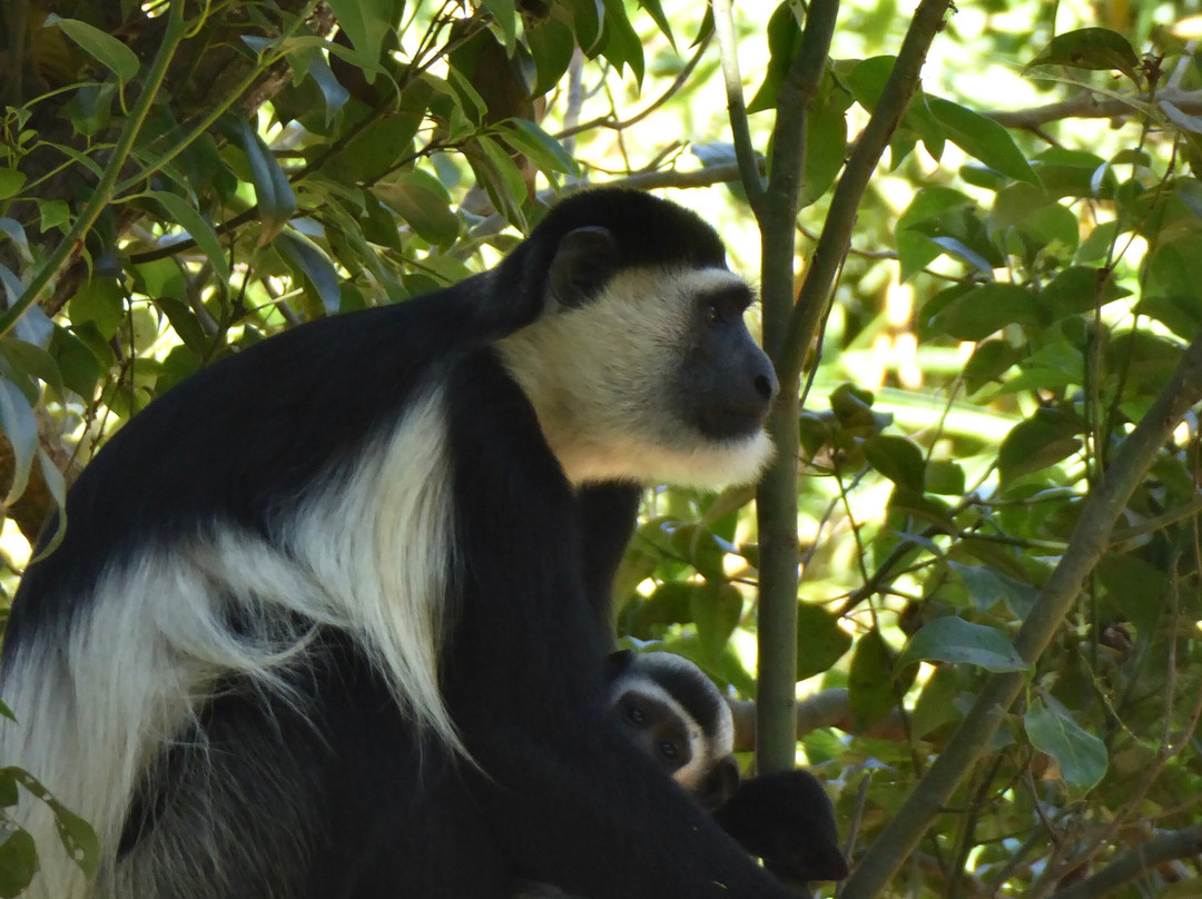 Northern Nature Safaris-Gulu必去景点