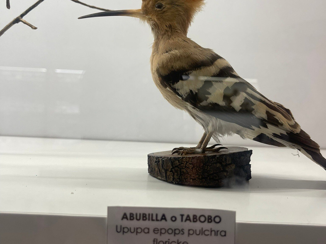 Museo Insular de la Palma-巴尔玛圣库鲁斯必去景点