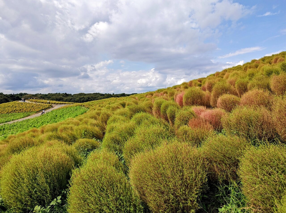 国营常陆海滨公园-常陆那珂市必去景点
