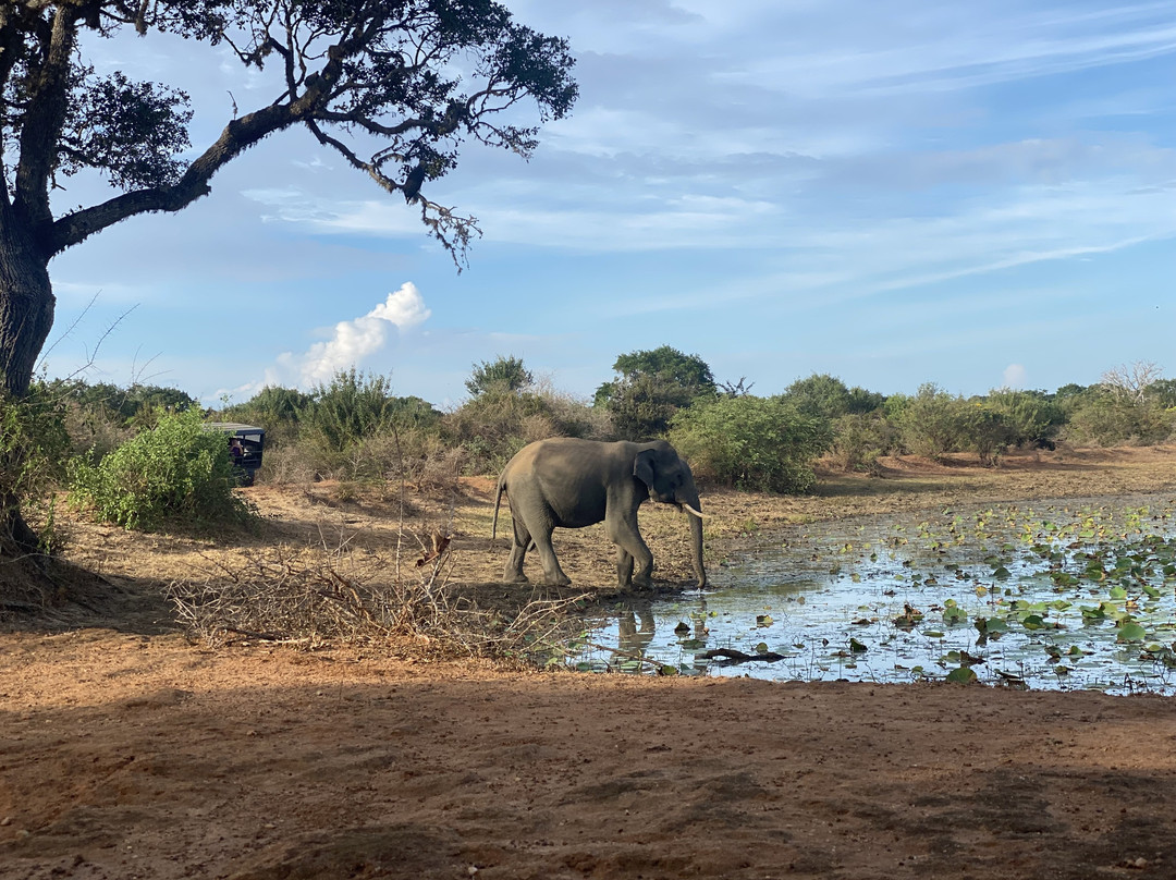 Panchi Safari Jeep Tours-蒂瑟默哈拉默必去景点