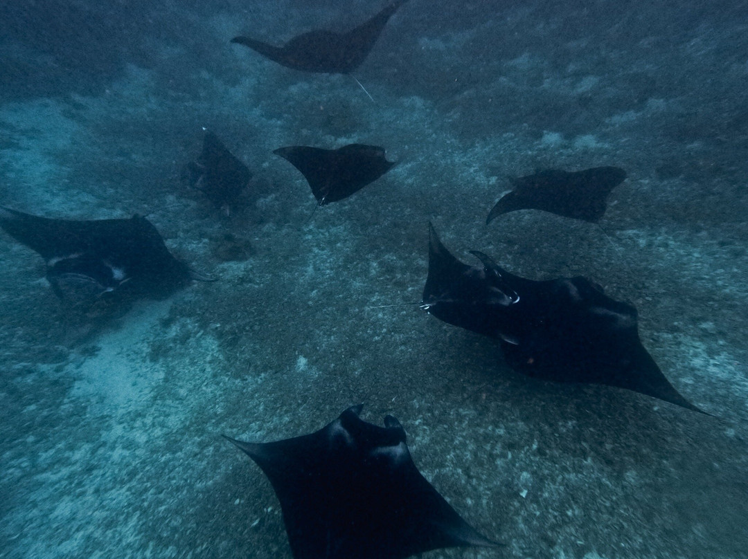 Pesona Nidera-Labuan Bajo必去景点