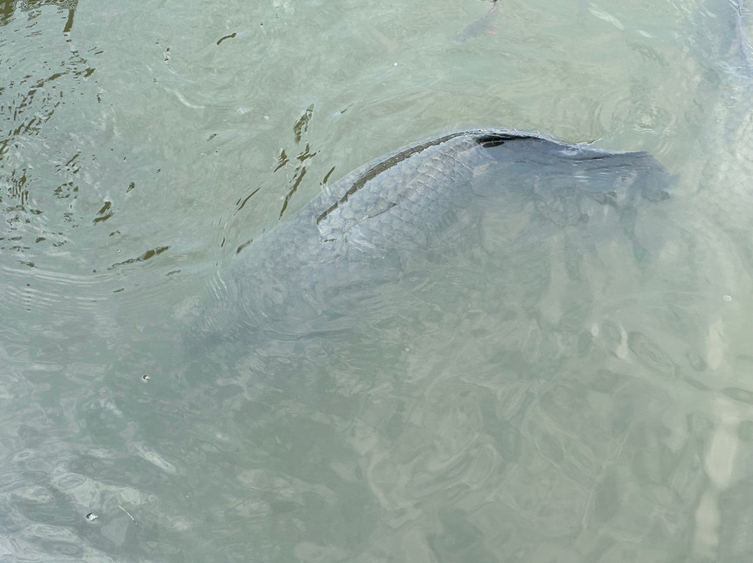 Delfinario-巴拉德罗必去景点