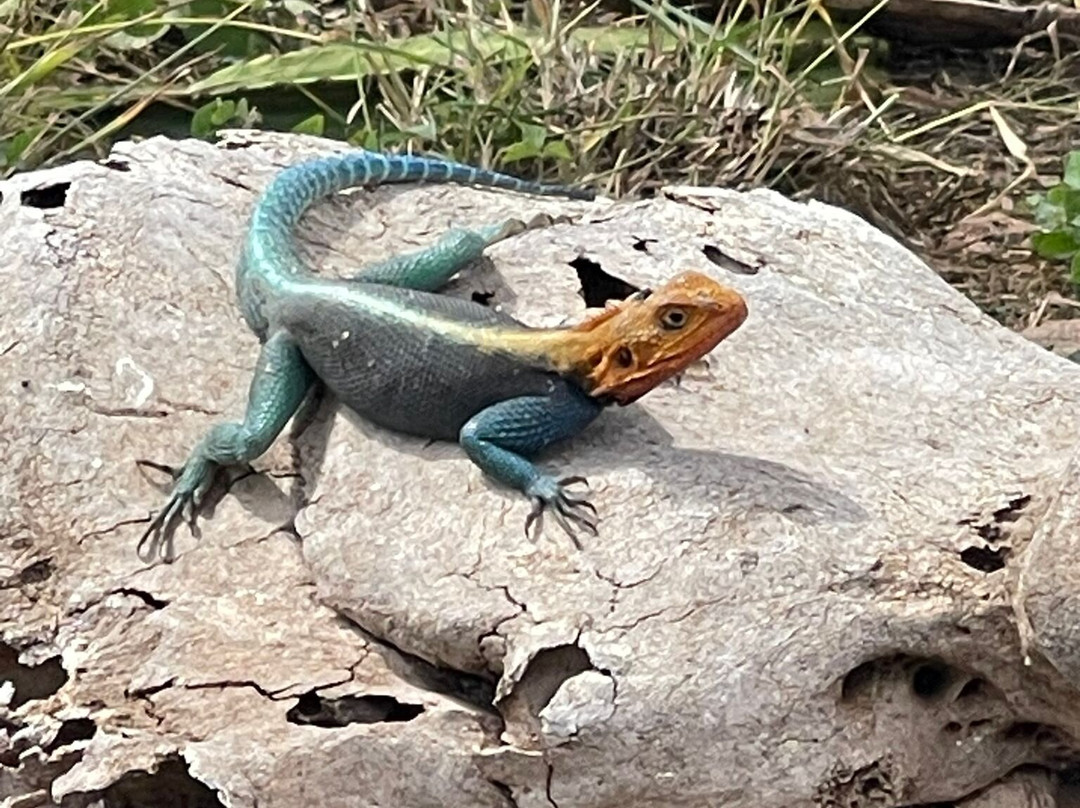 2-Day Safari to Taita Hills Salt Lick-Voi必去景点