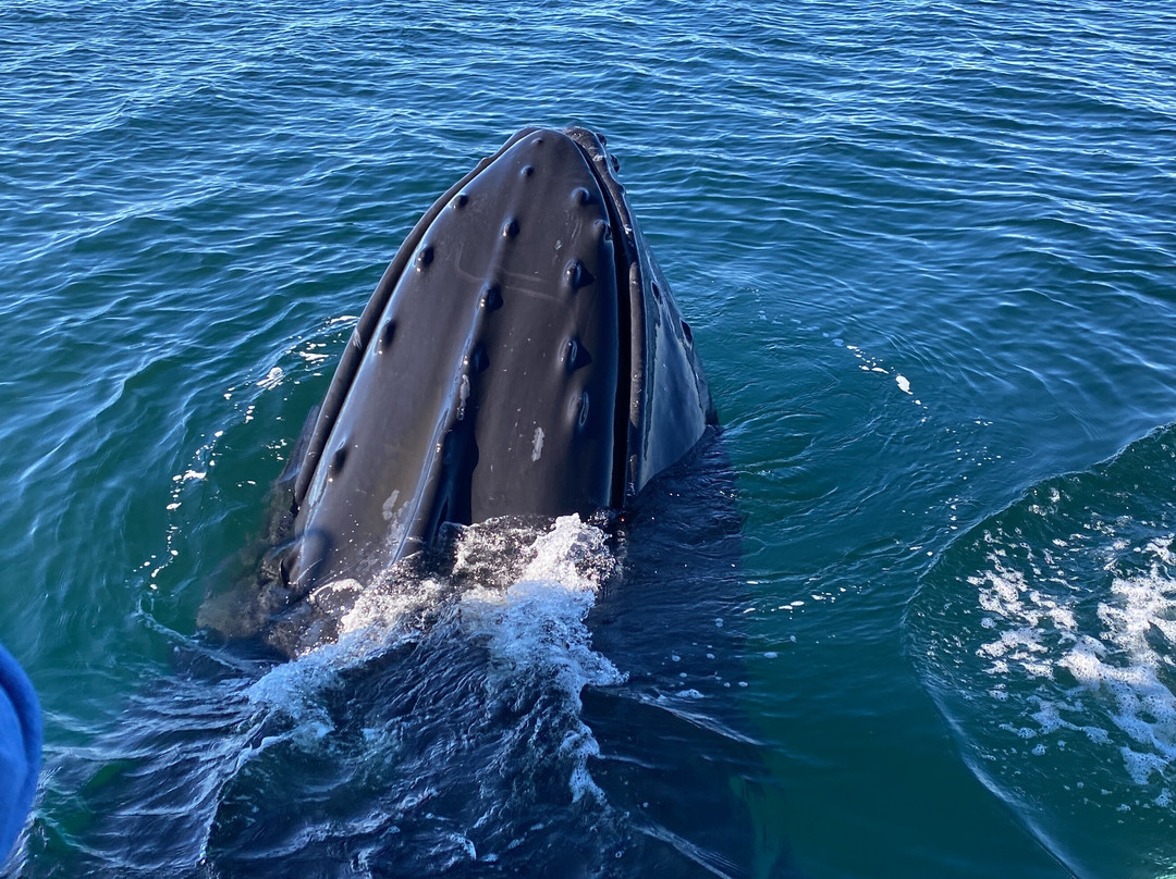 Brier Island Whale and Seabird Cruises-Westport必去景点