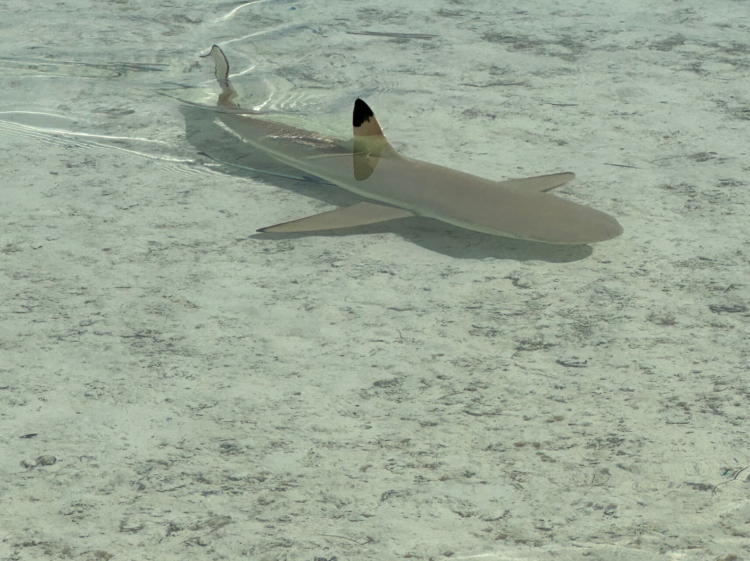 Rotoava Excursions-Fakarava必去景点