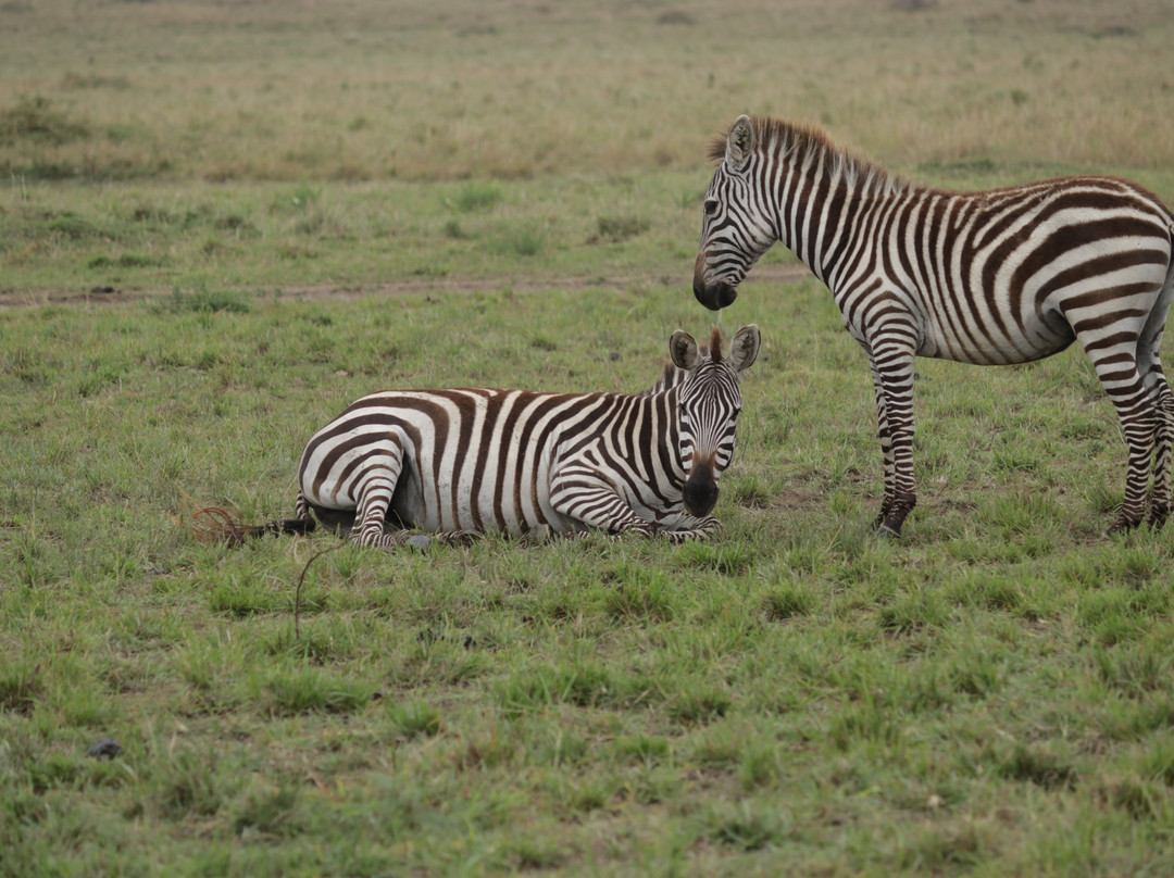 Wildtrek Tanzania Safaris-阿鲁沙必去景点