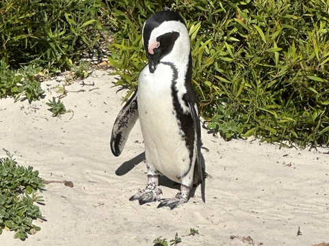 Cape Town In A Nutshell-开普敦中心区必去景点