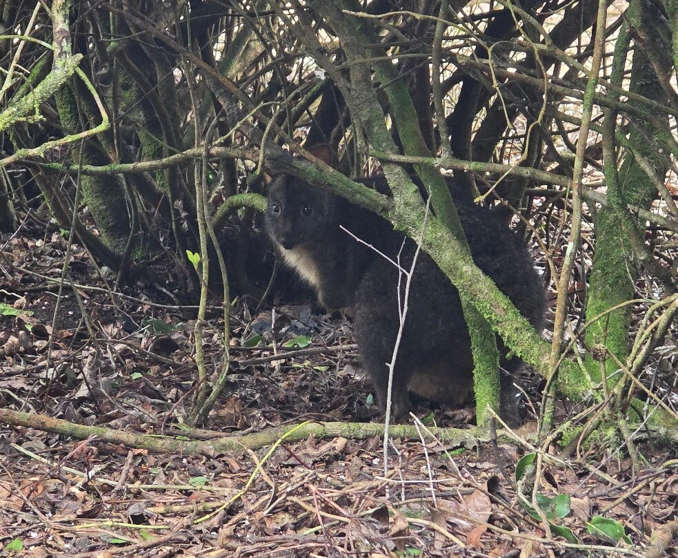 塔斯马泽亚及小人国村-Promised Land必去景点