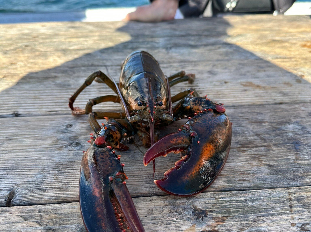 Acadia Lobster Cruise-Southwest Harbor必去景点