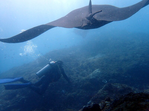 Blue Paradise Diving-沙努尔必去景点