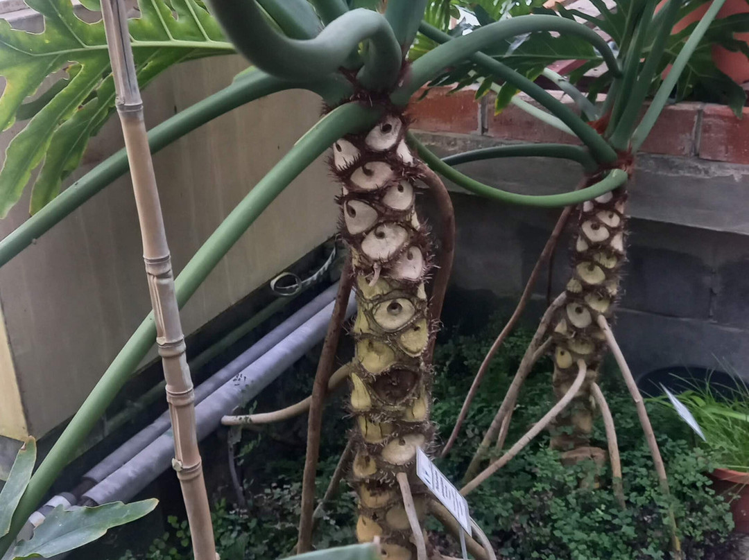 Giardino Botanico Rea-Trana必去景点