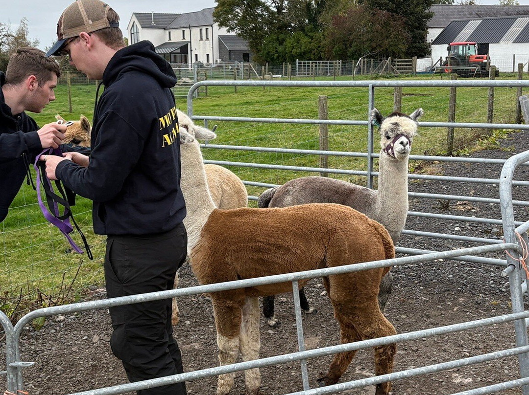 Mourne Alpacas Trekking With Over 100 Alpacas-Dromara必去景点