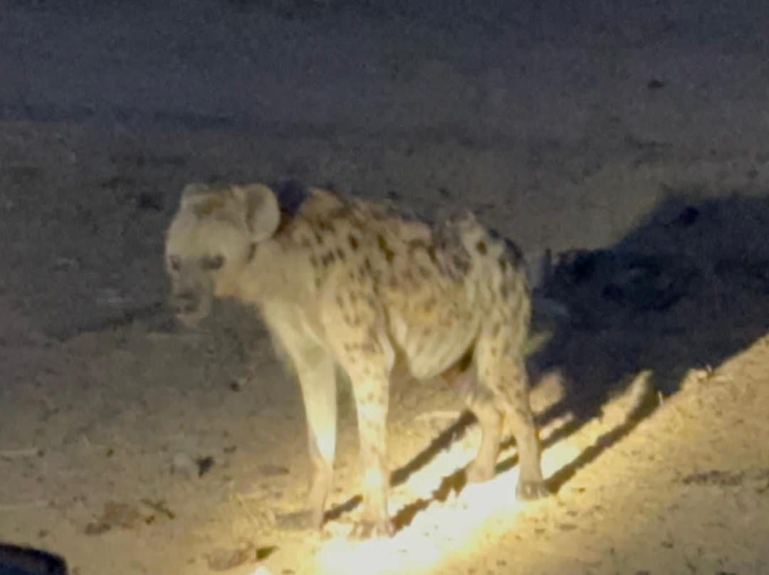 Wild Insight Safaris-Hluvukani必去景点