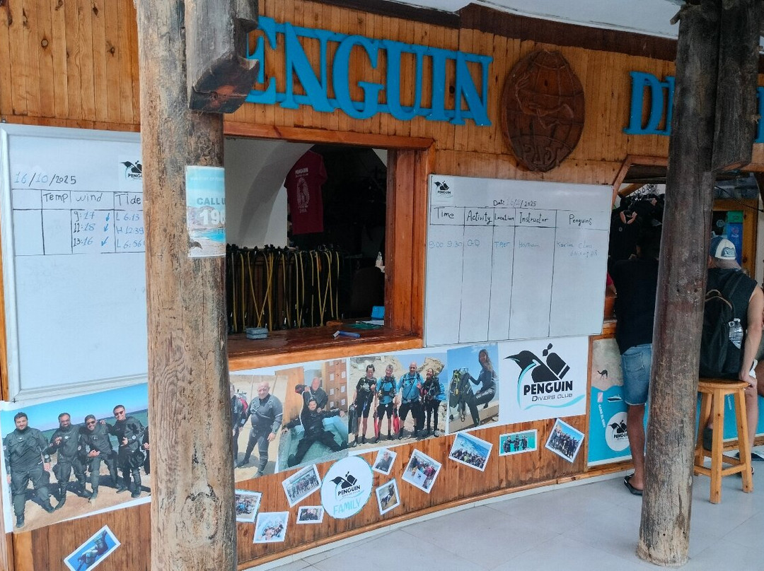 Penguin Divers Club-达哈卜必去景点