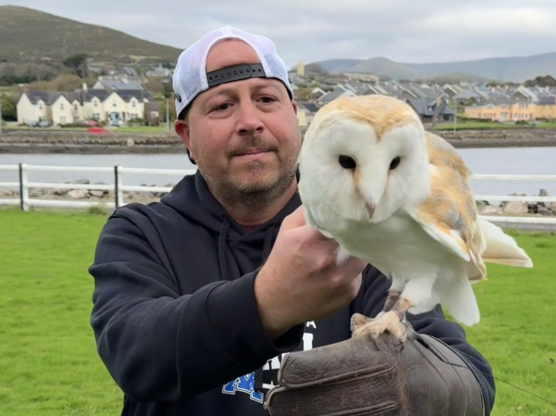 Kingdom Falconry - Dingle-丁格尔必去景点