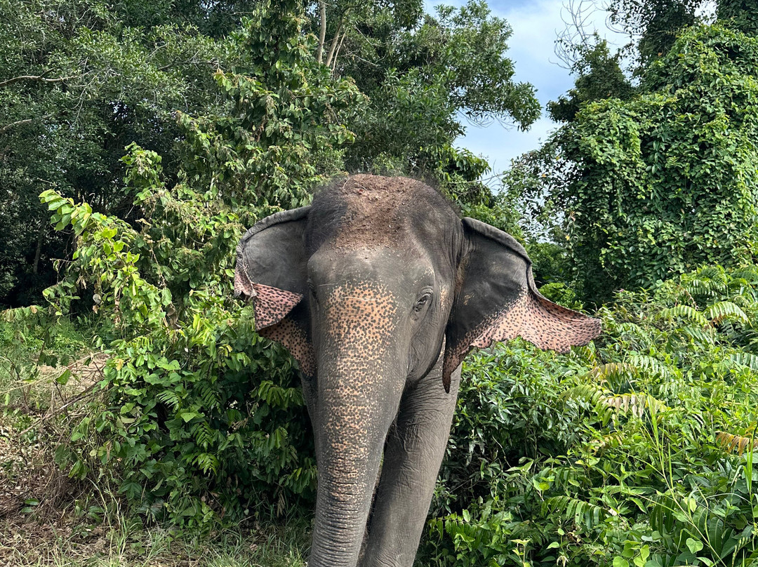 I Love Elephant Samui-Na Mueang必去景点