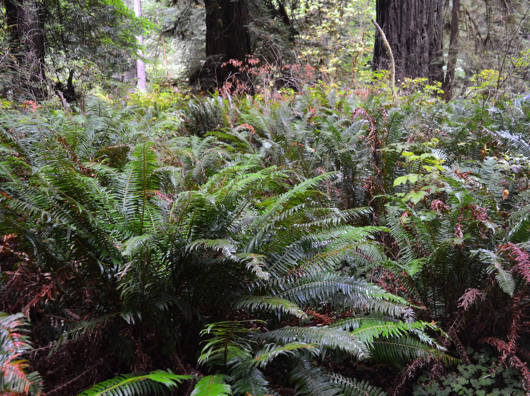 Prairie Creek - Foothill Trail Loop-Orick必去景点