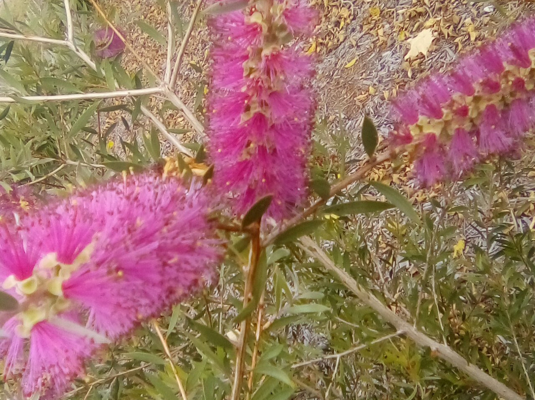 C.w.a Beaudesert Qld-Beaudesert必去景点