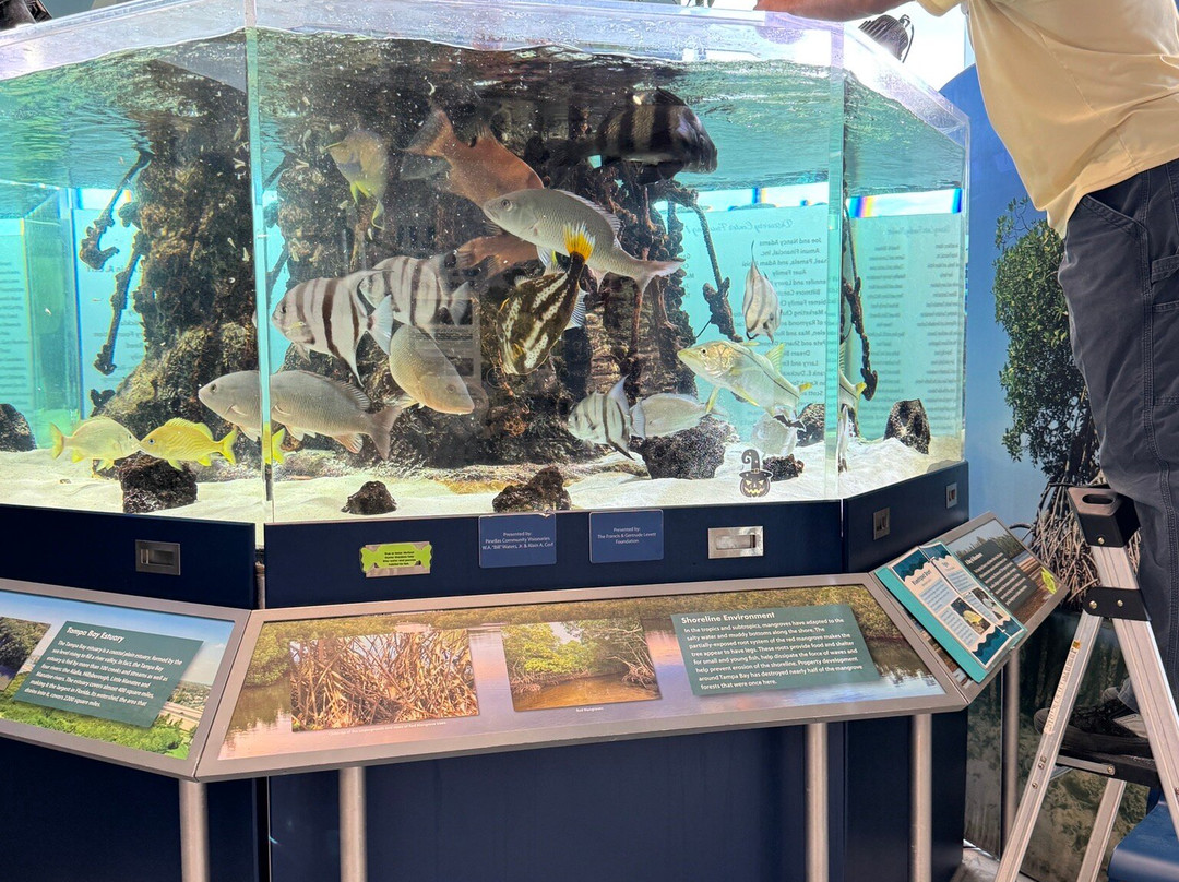 Tampa Bay Watch Discovery Center-圣彼德斯堡必去景点