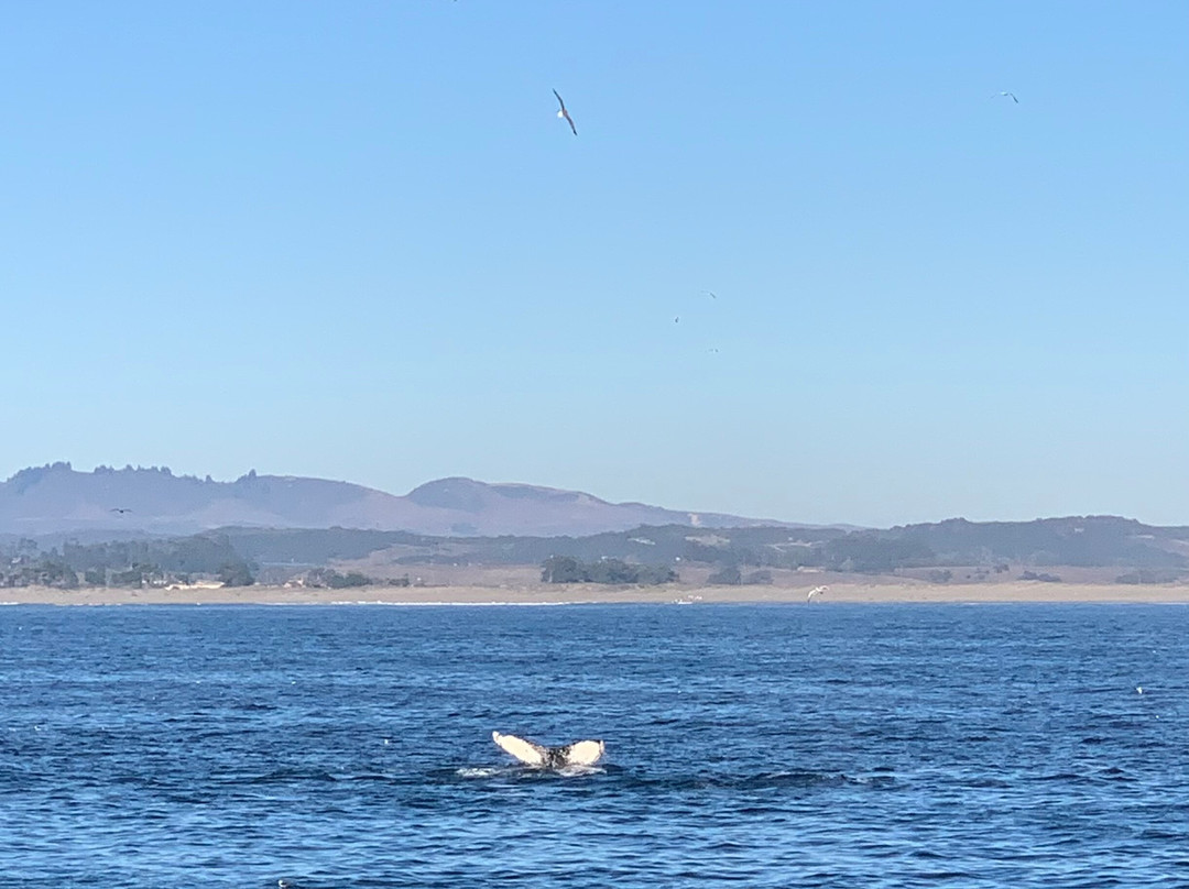 蒙特雷湾观鲸之旅-蒙特雷必去景点
