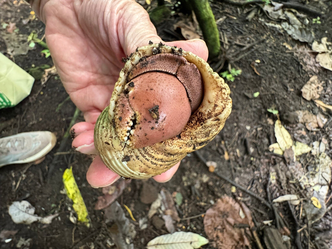 Fagatele Bay Trail-Futiga必去景点