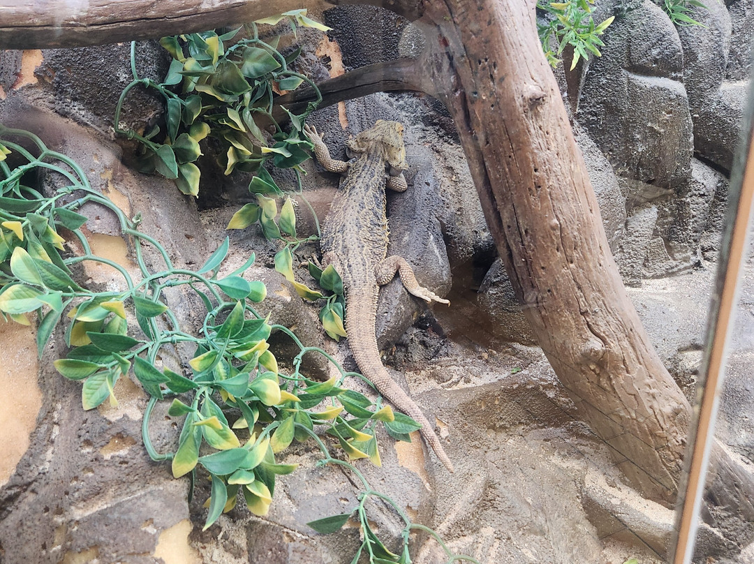 Insectarium de Lizio-Lizio必去景点