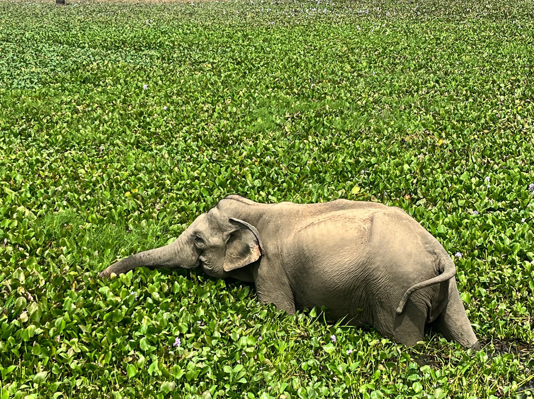 Ceylon Safari Tours-蒂瑟默哈拉默必去景点