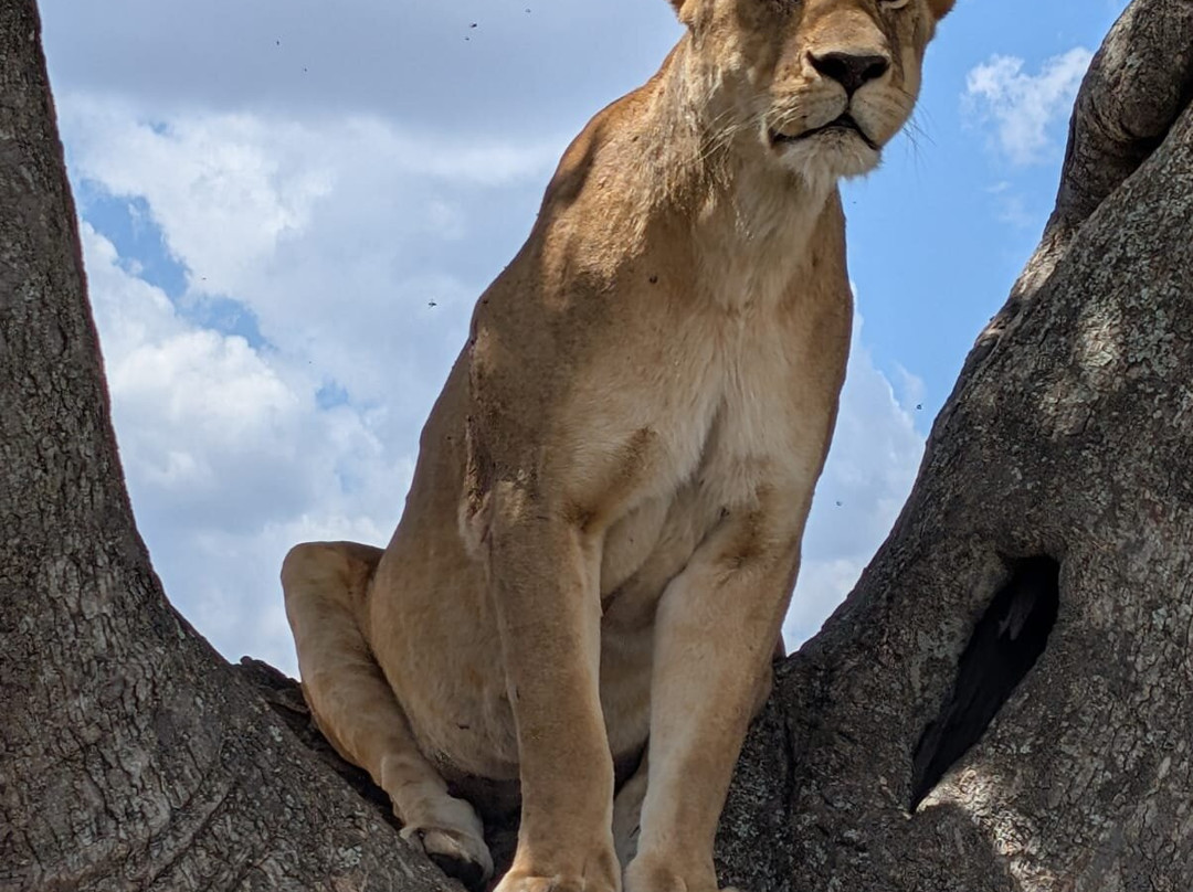 Zara Tanzania Adventures-莫西必去景点