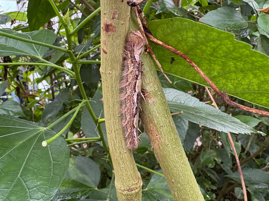 Wye Valley Butterfly Zoo-瓦伊河畔罗斯必去景点