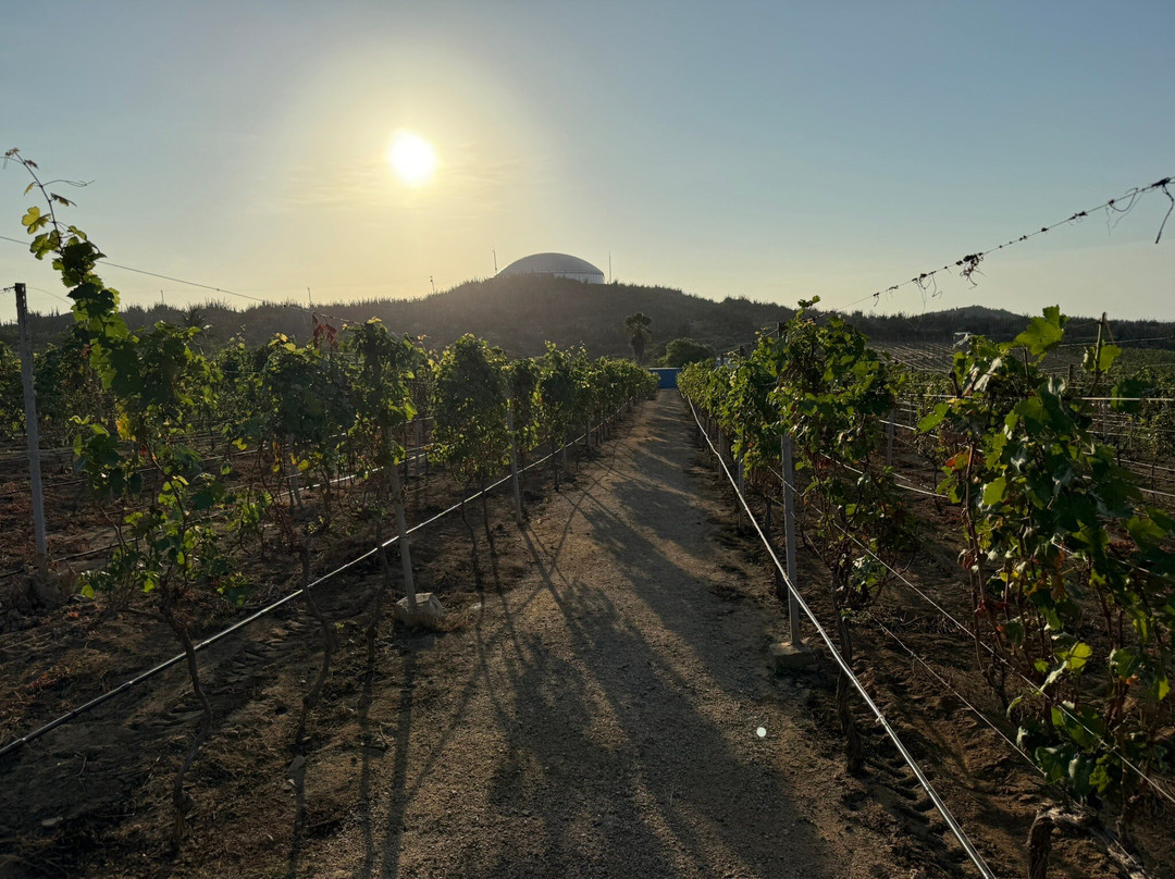 Alto Vista Winery-Noord必去景点