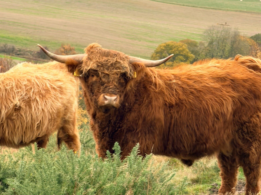 Lindores Equestrian-Newburgh必去景点