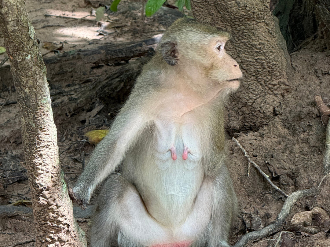 Trusty Tuk Tuk-暹粒必去景点