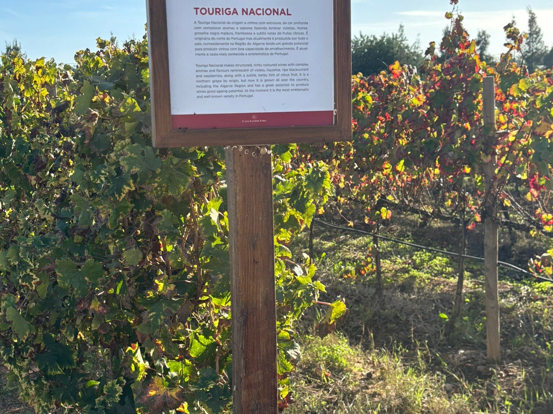 Al-lagar-塔维拉必去景点