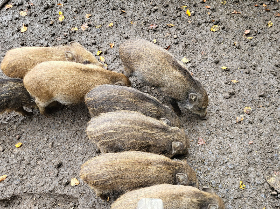 Wildpark-巴德马林贝尔格必去景点