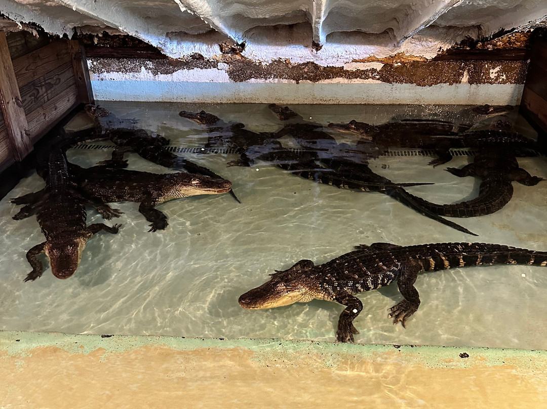 Insta-Gator Ranch & Hatchery-卡温顿必去景点