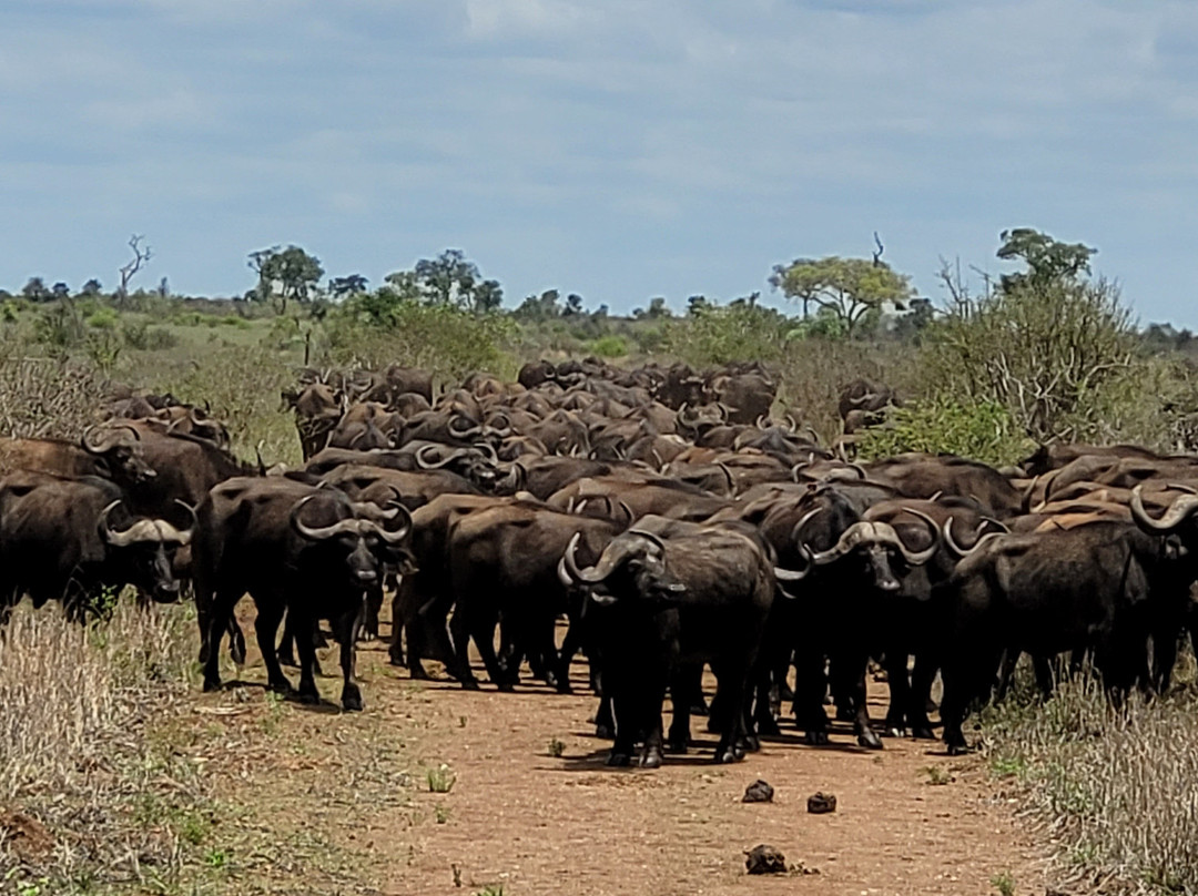 The Other Animals Safaris-克鲁格国家公园必去景点