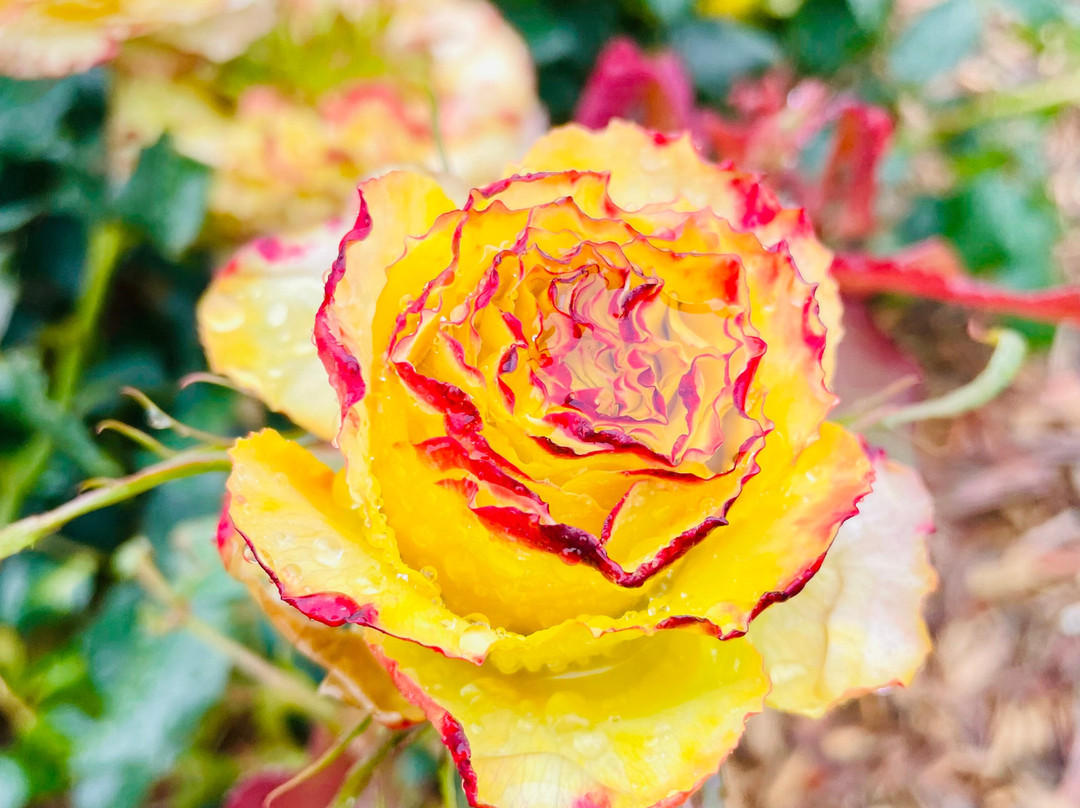 Foster War Memorial-福斯特必去景点