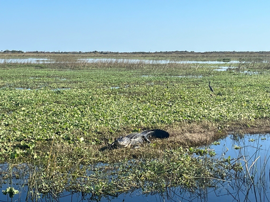 Midway Airboat Rides-Midway必去景点