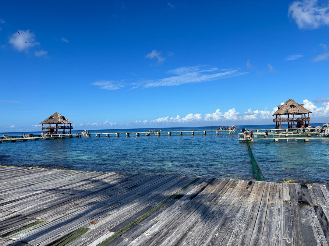 Dolphin Discovery Cozumel-考祖梅必去景点