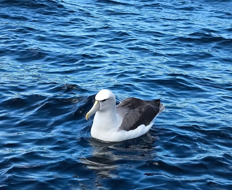 Wild Ocean Tasmania-伊格尔霍克内克必去景点