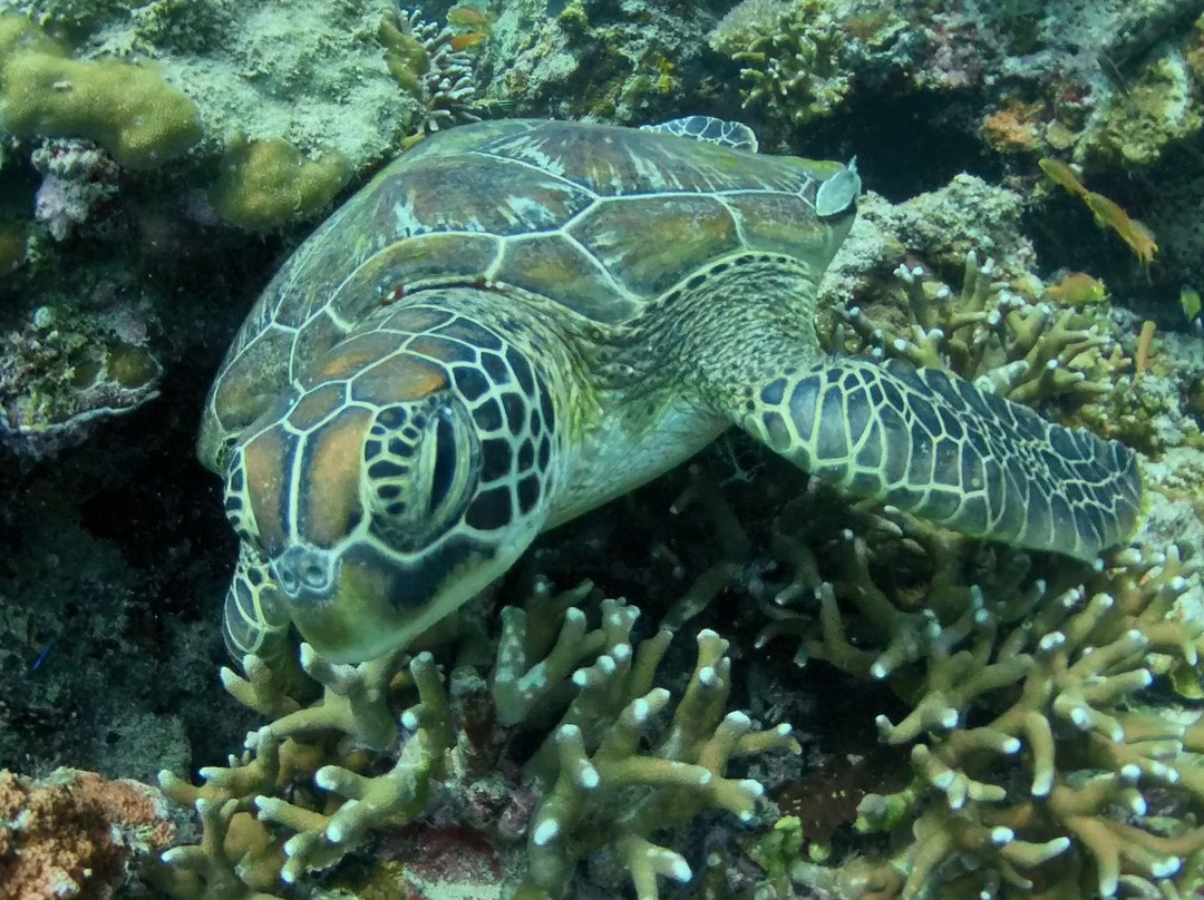 Tropical Divers Dive Center-达瑙市必去景点
