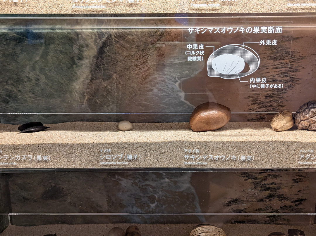 Iriomote Wildlife Conservation Center-竹富町西表岛必去景点